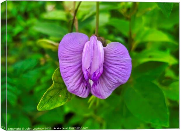 wild flower purple color Canvas Print by John Lusikooy