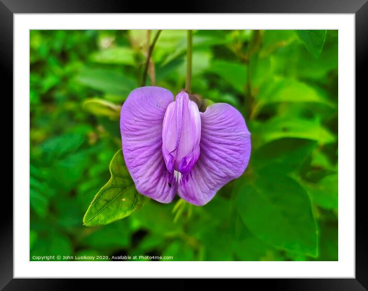 wild flower purple color Framed Mounted Print by John Lusikooy