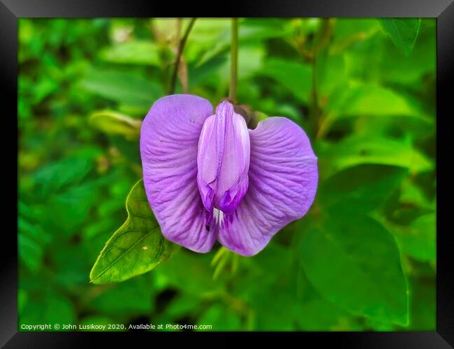 wild flower purple color Framed Print by John Lusikooy