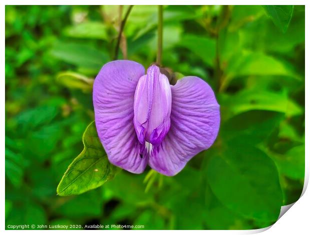 wild flower purple color Print by John Lusikooy