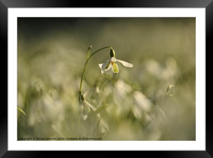 Flying snowdrop Framed Mounted Print by Simon Johnson