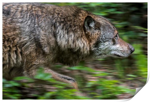 Hunting Grey Wolf Print by Arterra 