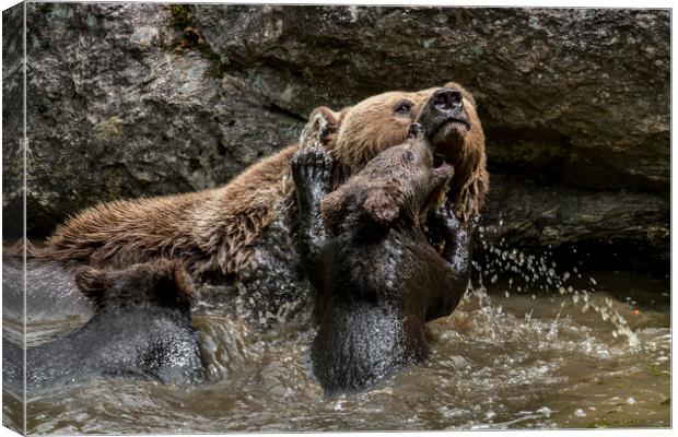 Mother Bear with Cubs in Pond Canvas Print by Arterra 