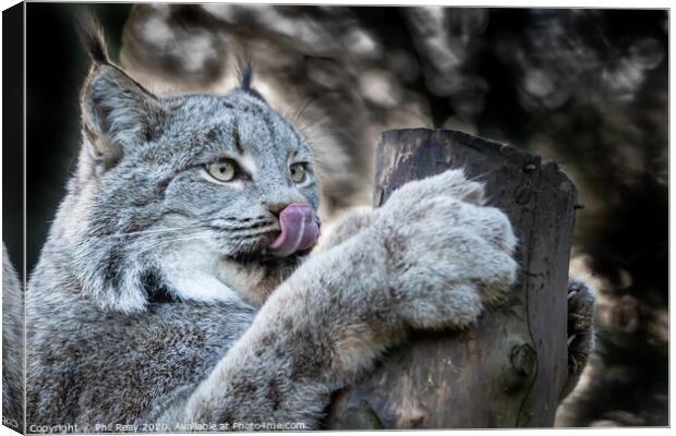 Canadian Lynx Canvas Print by Phil Reay