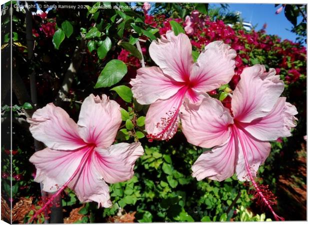 Pink Hibiscus Canvas Print by Sheila Ramsey