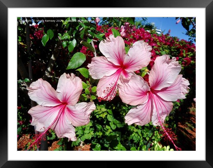 Pink Hibiscus Framed Mounted Print by Sheila Ramsey
