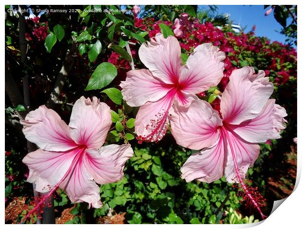 Pink Hibiscus Print by Sheila Ramsey