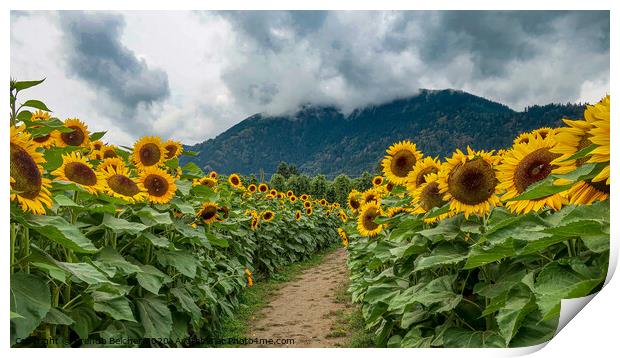 Sunflowers Print by Brenda Belcher