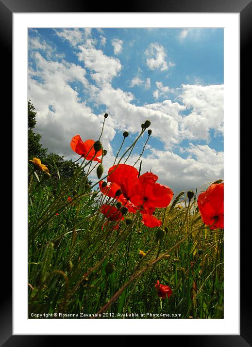 Wild poppies by nature . Framed Mounted Print by Rosanna Zavanaiu