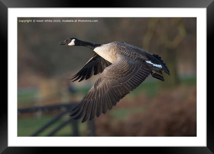 Canada Goose Framed Mounted Print by Kevin White