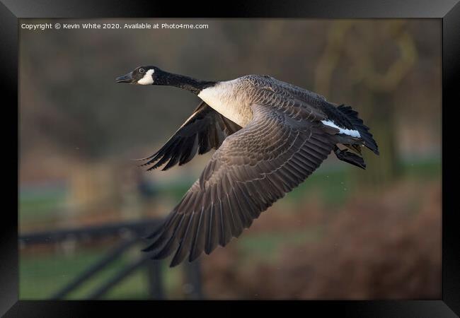 Canada Goose Framed Print by Kevin White