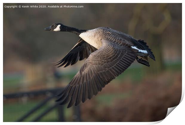 Canada Goose Print by Kevin White