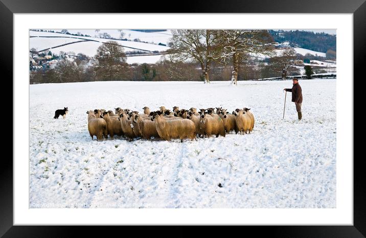 Winter Shepherd. Framed Mounted Print by Chris North