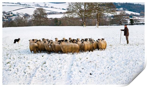 Winter Shepherd. Print by Chris North