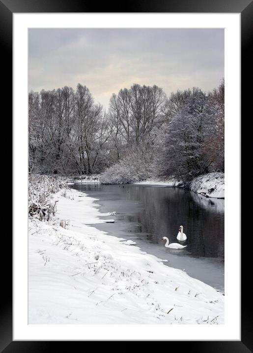 Swans on the Colne in snow Framed Mounted Print by Gary Eason