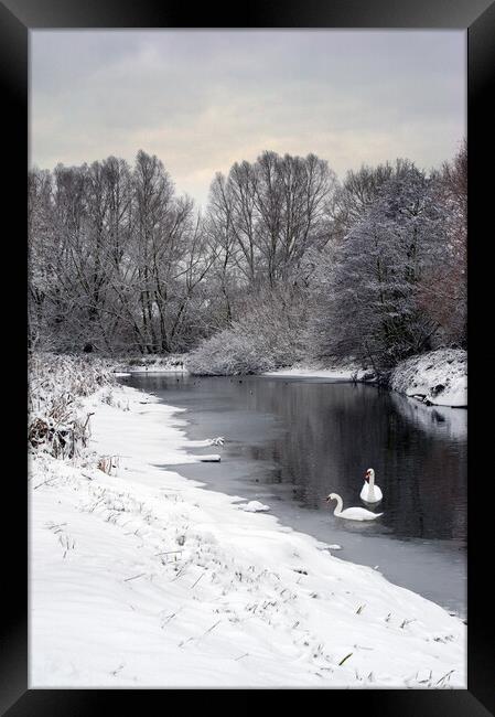 Swans on the Colne in snow Framed Print by Gary Eason