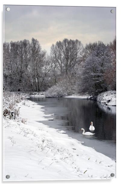 Swans on the Colne in snow Acrylic by Gary Eason