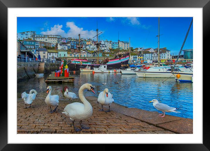 Brixham Harbour Swans at Christmas Framed Mounted Print by Paul F Prestidge