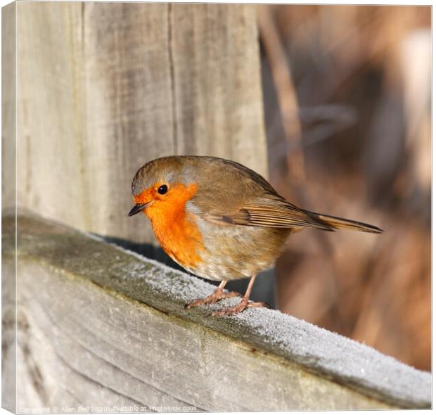 Robin Redbreast Perched on Fence Canvas Print by Allan Bell
