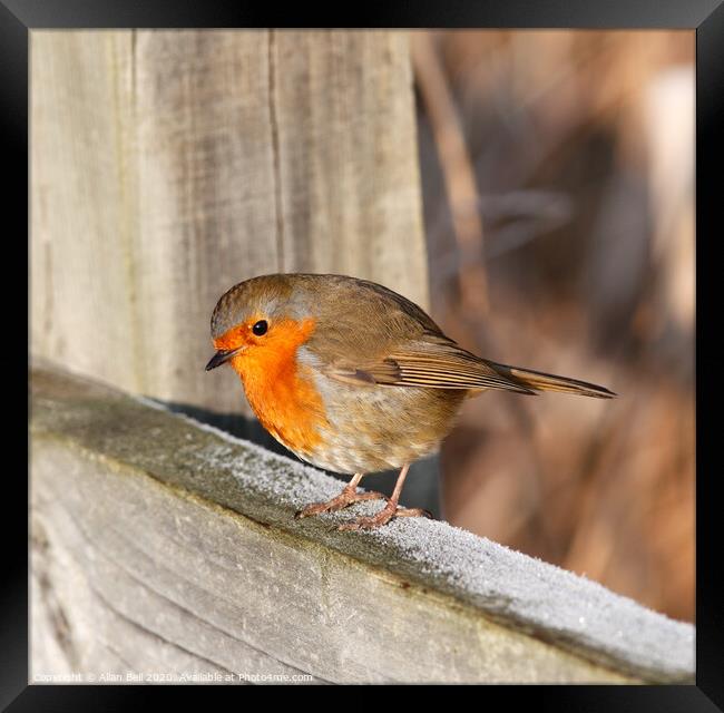 Robin Redbreast Perched on Fence Framed Print by Allan Bell