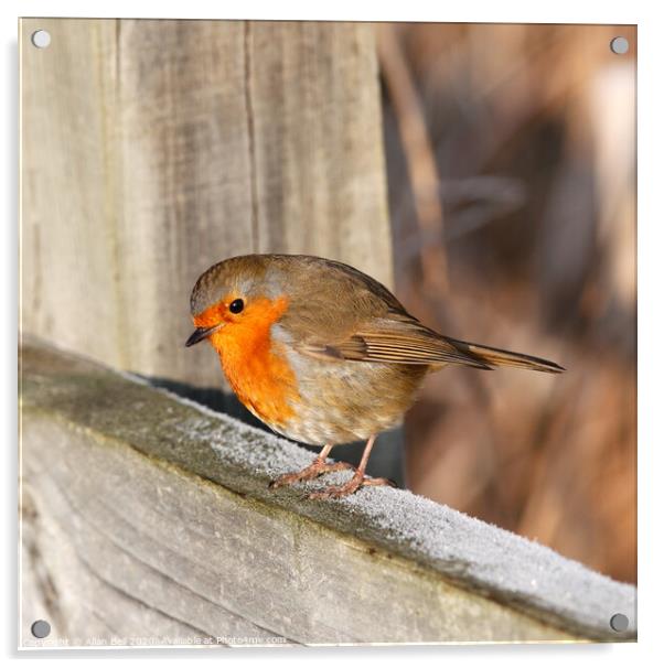 Robin Redbreast Perched on Fence Acrylic by Allan Bell