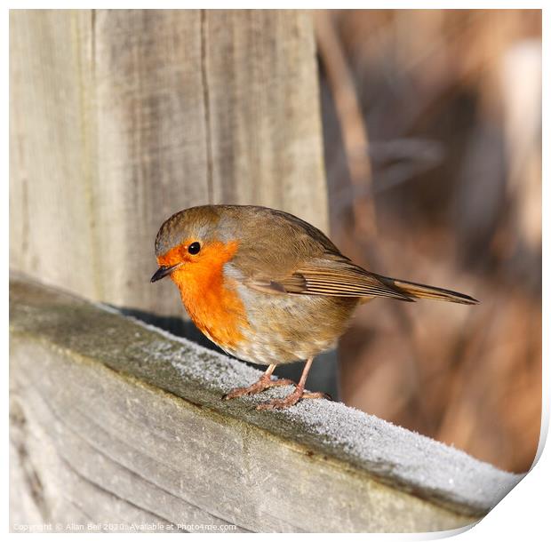 Robin Redbreast Perched on Fence Print by Allan Bell