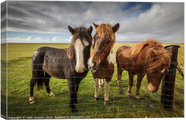 Icelandic Horses Canvas Print by Heidi Stewart