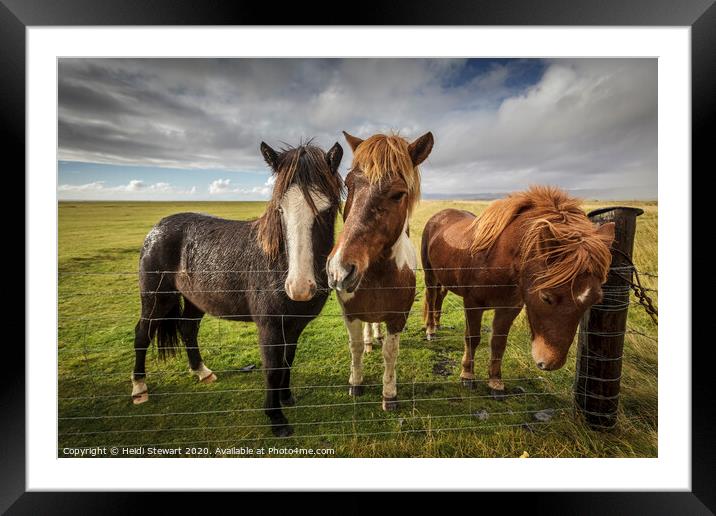 Icelandic Horses Framed Mounted Print by Heidi Stewart