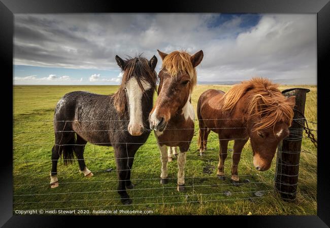 Icelandic Horses Framed Print by Heidi Stewart