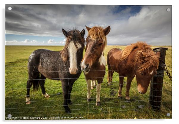 Icelandic Horses Acrylic by Heidi Stewart