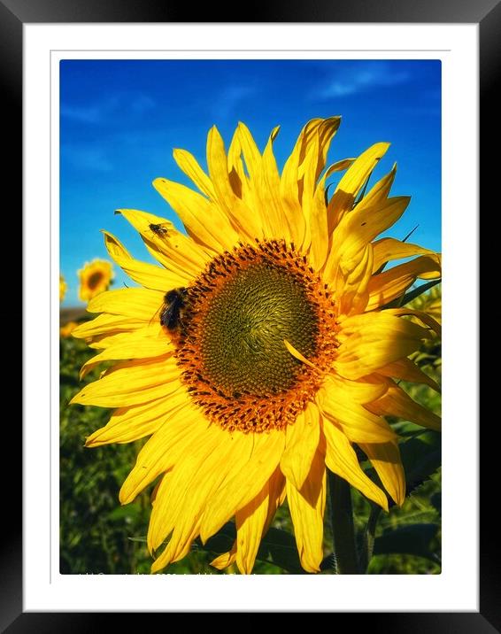 Sunflower Feeder Framed Mounted Print by sue jenkins