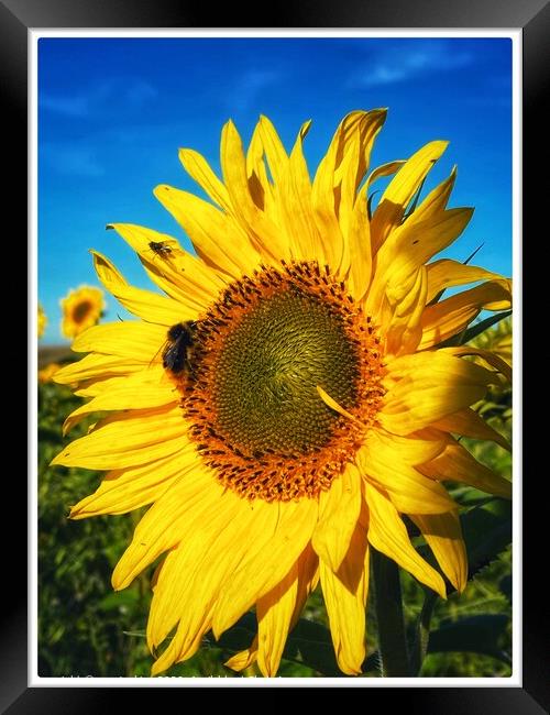 Sunflower Feeder Framed Print by sue jenkins
