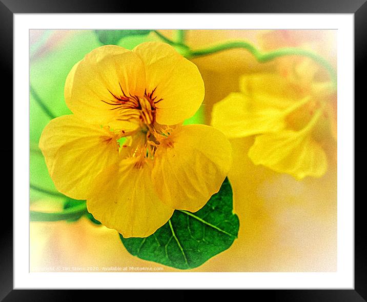 Nasturtium flowers Framed Mounted Print by Ian Stone