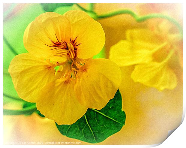 Nasturtium flowers Print by Ian Stone