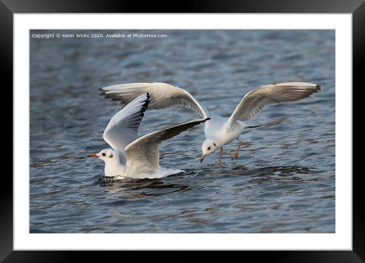 Gulls having fun Framed Mounted Print by Kevin White