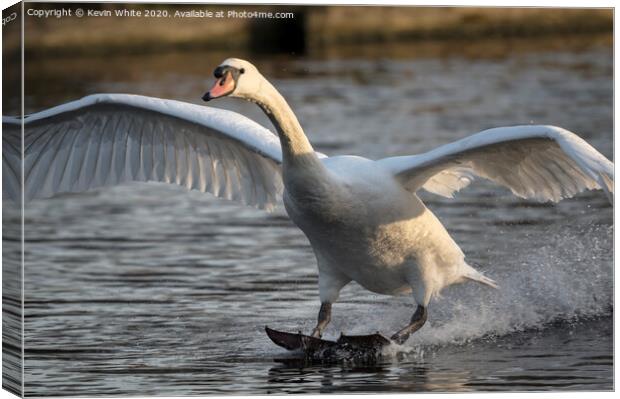 Mute swan landing Canvas Print by Kevin White