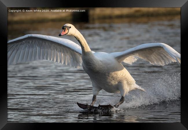 Mute swan landing Framed Print by Kevin White