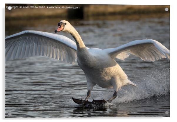 Mute swan landing Acrylic by Kevin White
