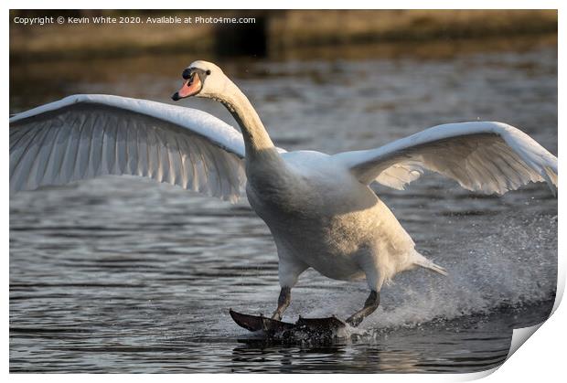 Mute swan landing Print by Kevin White
