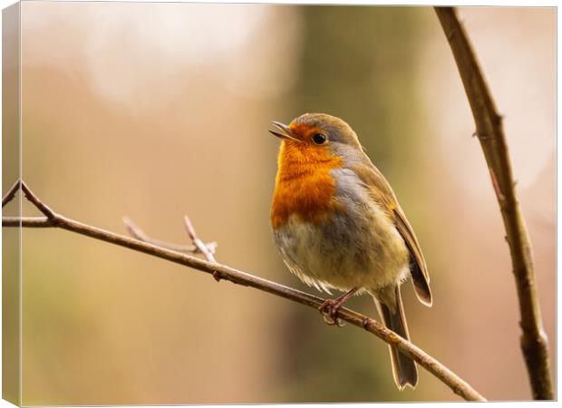 Melodic Robin Redbreast Canvas Print by Tommy Dickson