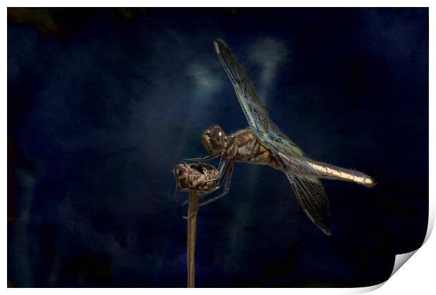 Female Widow Skimmer at Delta Pond, No. 1 Painterly Print by Belinda Greb