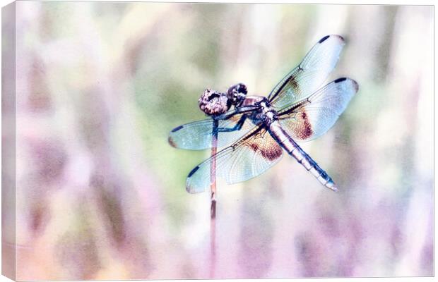 Dragonfly in Pastels Canvas Print by Belinda Greb