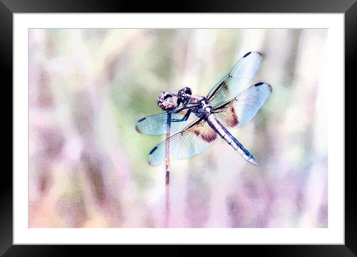 Dragonfly in Pastels Framed Mounted Print by Belinda Greb