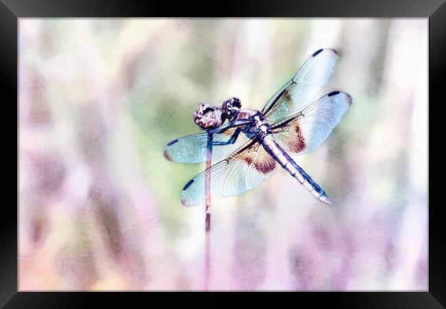 Dragonfly in Pastels Framed Print by Belinda Greb