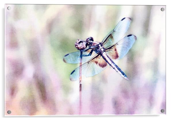 Dragonfly in Pastels Acrylic by Belinda Greb