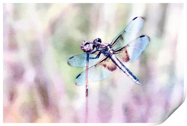 Dragonfly in Pastels Print by Belinda Greb