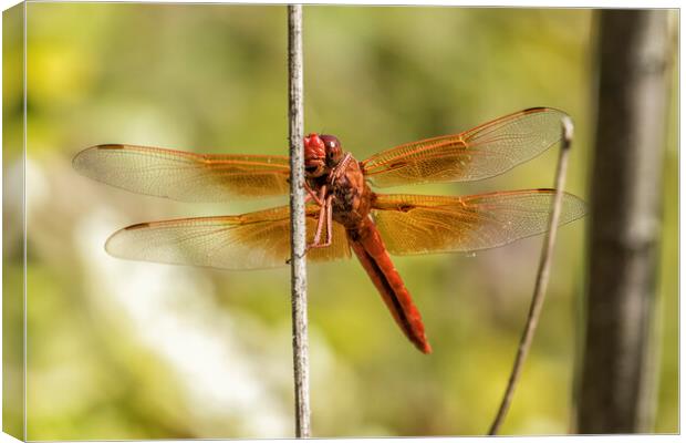 Red Dragonfly Smiling for the Camera Canvas Print by Belinda Greb