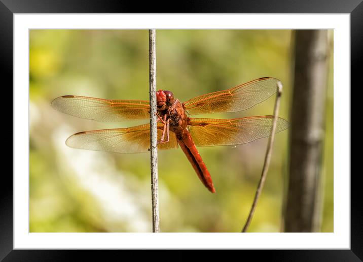 Red Dragonfly Smiling for the Camera Framed Mounted Print by Belinda Greb