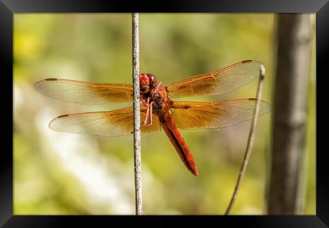 Red Dragonfly Smiling for the Camera Framed Print by Belinda Greb