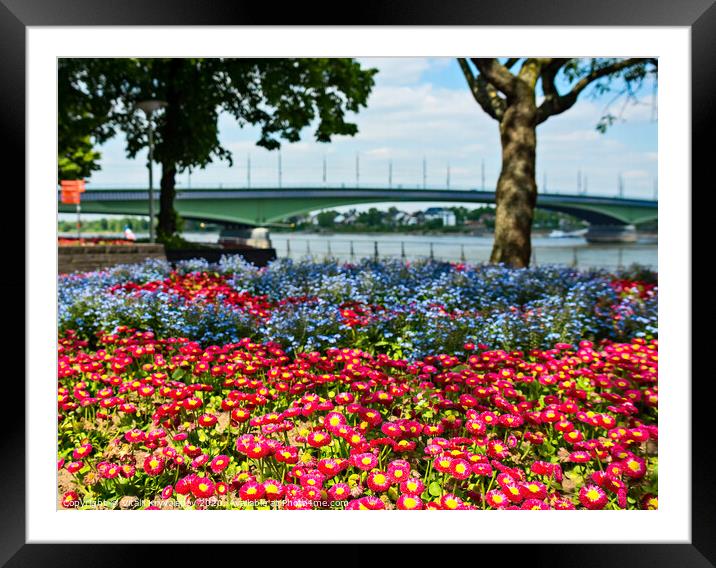 Plant. flowerbed near the footpath Framed Mounted Print by Vitalii Kryvolapov